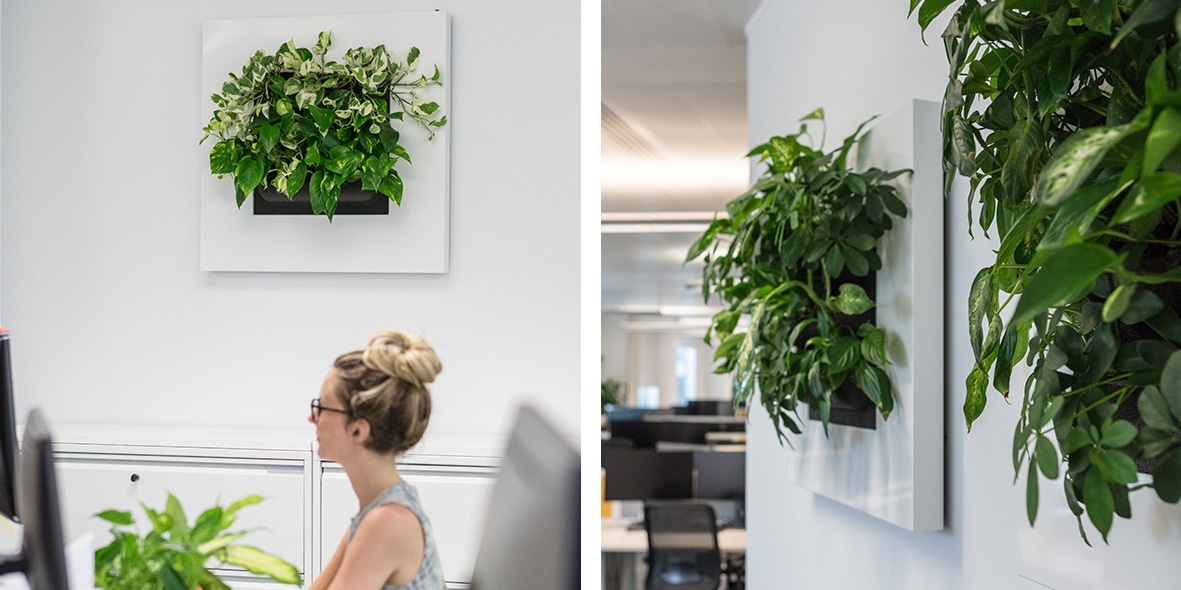 Living plants and art combine in office in Bristol