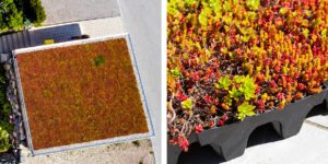 Mobilane MobiRoof A green roof on a carport in Murnau