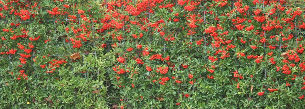 Vuurdoorn (Pyracantha)