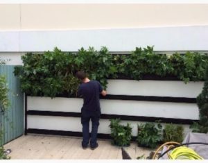 Just Plants LivePanel