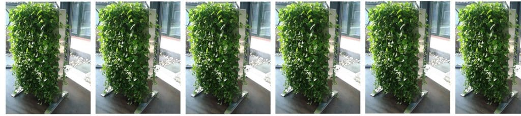 Six times the same freestanding green wall of leafy plants beside a window