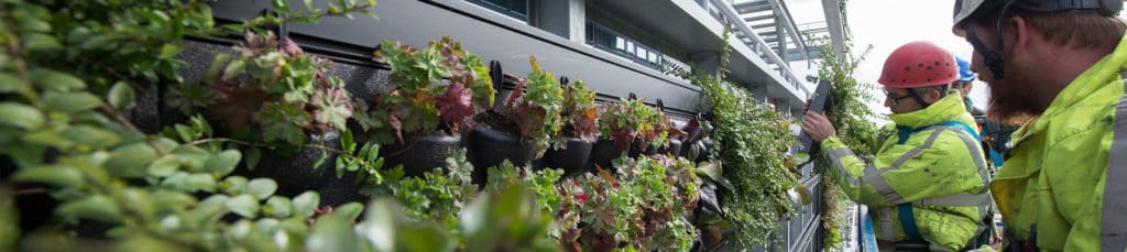 Construction workers in yellow jackets and hard hats beside a green wall with potted plants