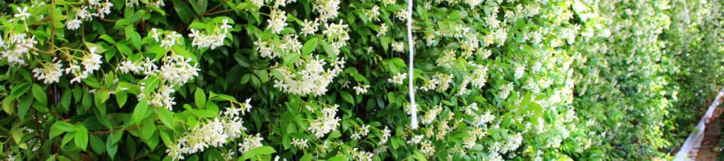 White flowering jasmine growing along a climbing green screen