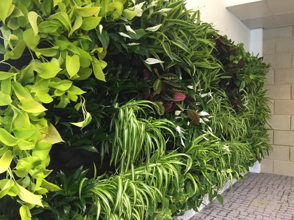 Fitters attaching a mounting frame for a green wall to an interior wall