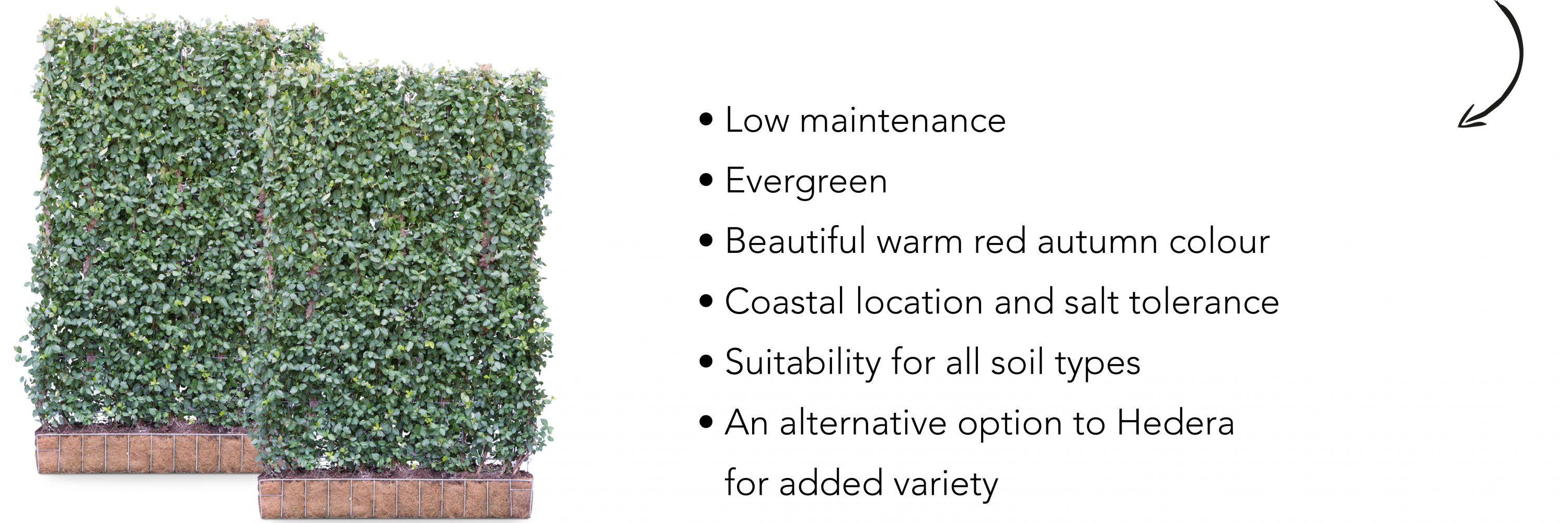 Mobilane Green Screens Euonymus Fort Dart's Blanket benefits