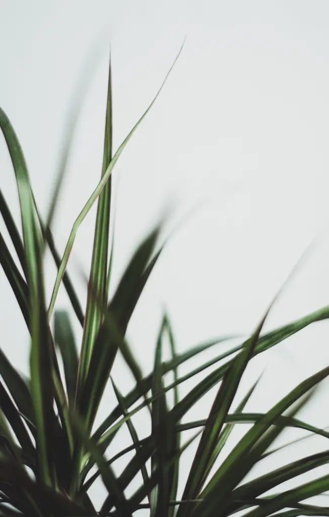 Photo esthétique d'une plante