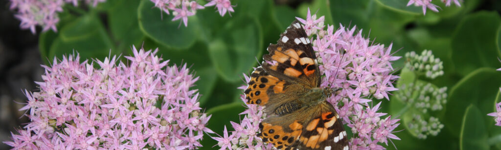 Header Apeldoorn bushokjes