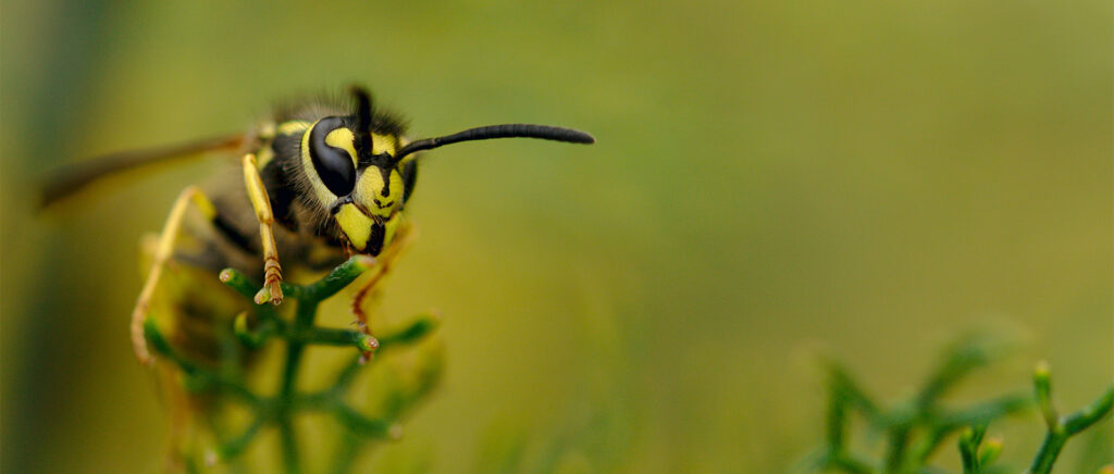 Mobilane Biodiversiteit groene daken en gevels