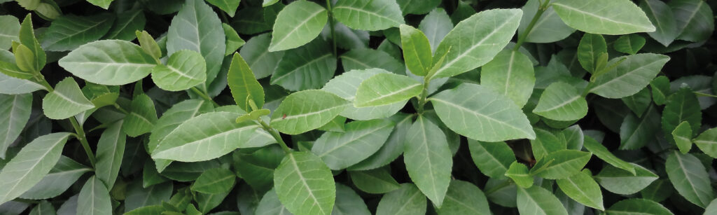 Mobilane Euonymus Fort Dart's Blanket Kant & Klaar Haag