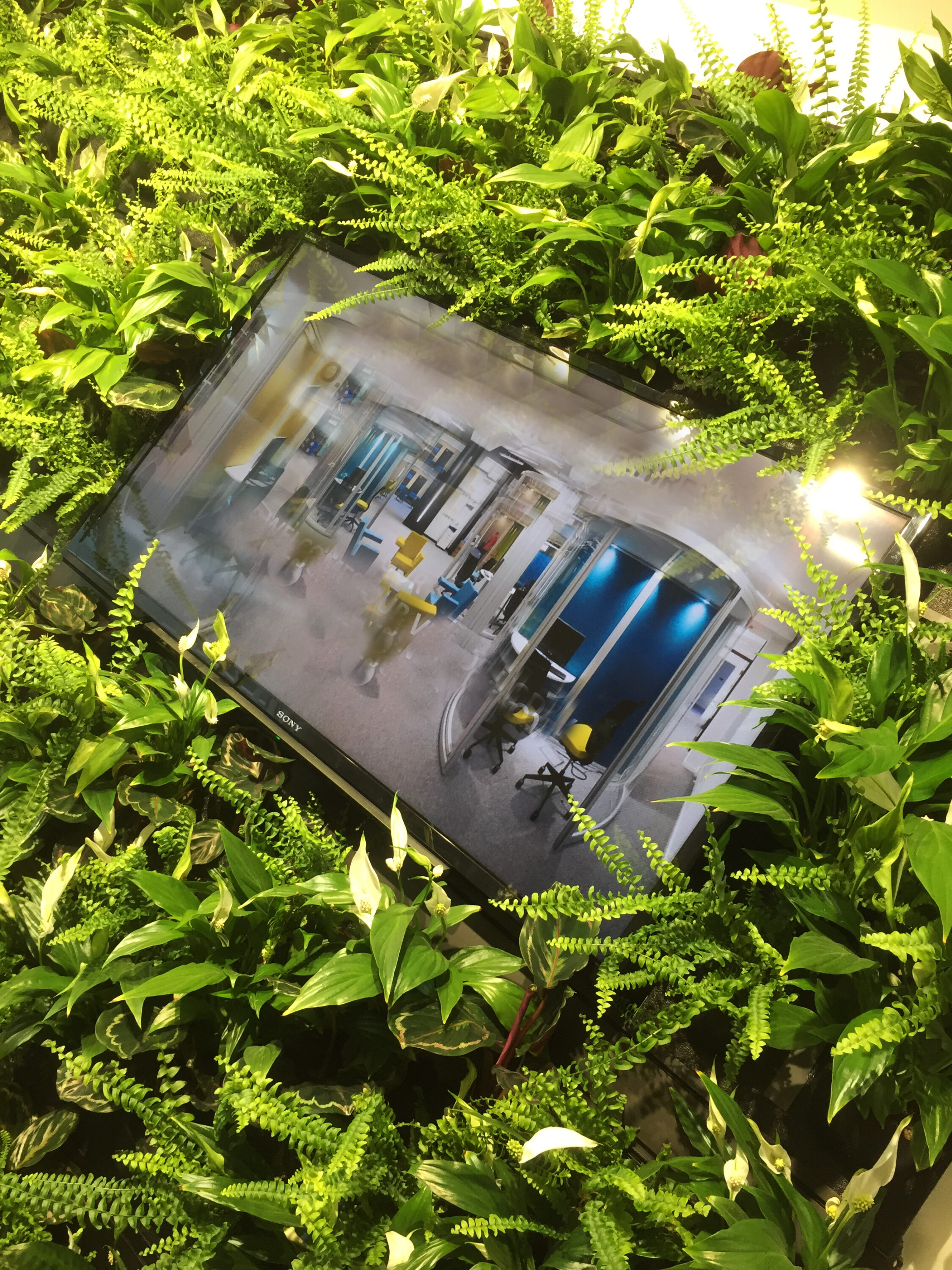 Living wall installation at Manchester and Cheshire Construction HQ