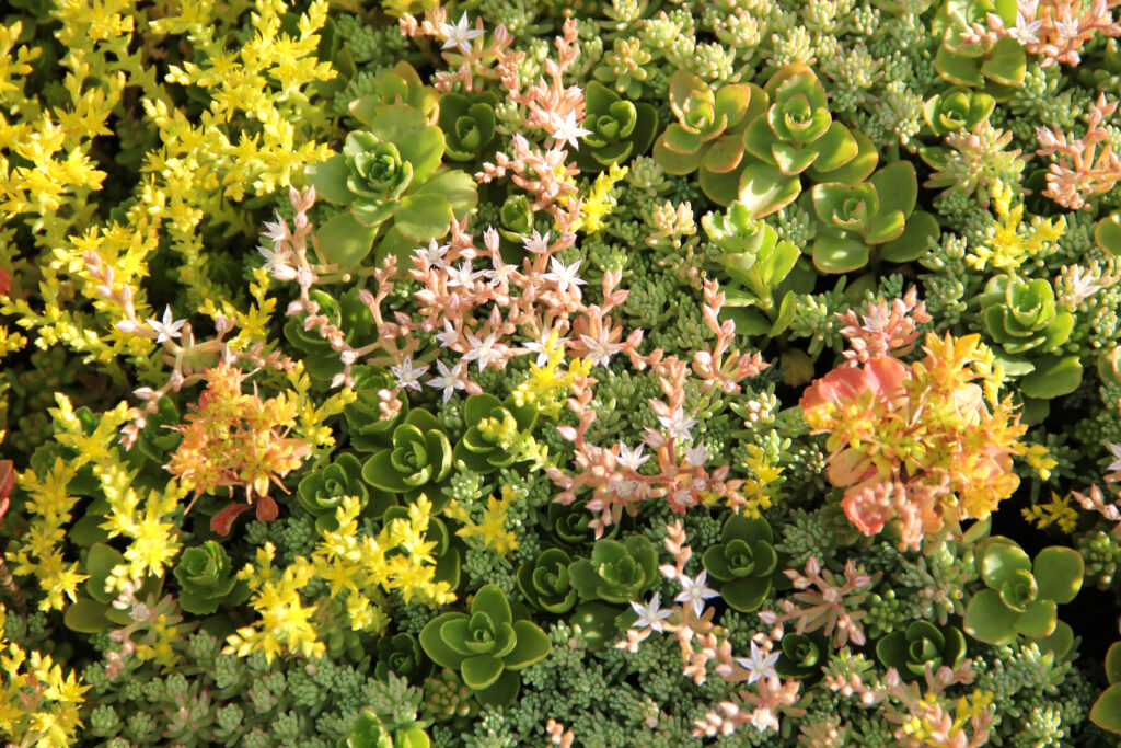 Why is a green roof a smart investment?