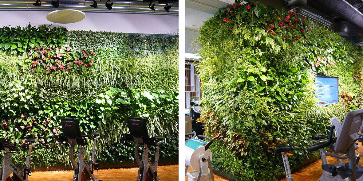 Mobilane Indoor Vertical Gardens in a Munich gym