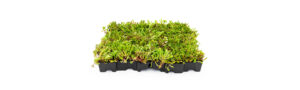 Mobilane MobiRoof ECO green roofs for bike shelters