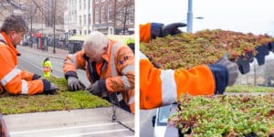 Mobilane Green bus stops in Haarlem help stimulate urban ecology and biodiversity