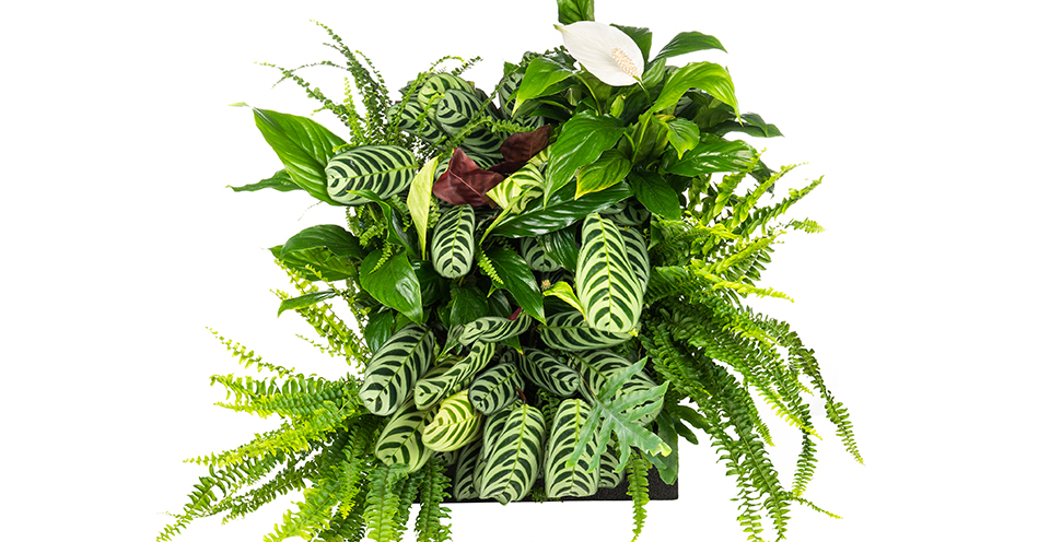 buy chinese money plant Pilea Peperomioides 'Chinese Money' | Indoor Plant | Tropical Plant |  Potted Plant