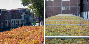 Mobilane MobiRoof 2 World Green Roof Day