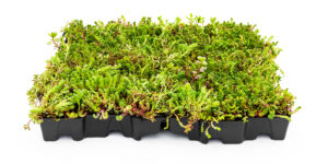 Mobilane MobiRoof ECO green roof