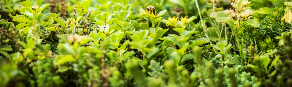 Mobilane MobiRoof ECO green roof