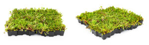 Mobilane MobiRoof ECO what is an extensive green roof