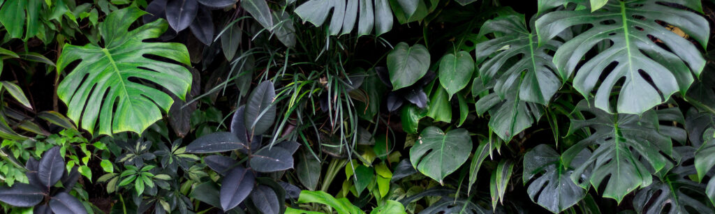 Mobilane website Header living wall Chelsea Flower Show
