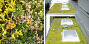 Mobilane MobiRoof ECO what is sedum - everything about sedum