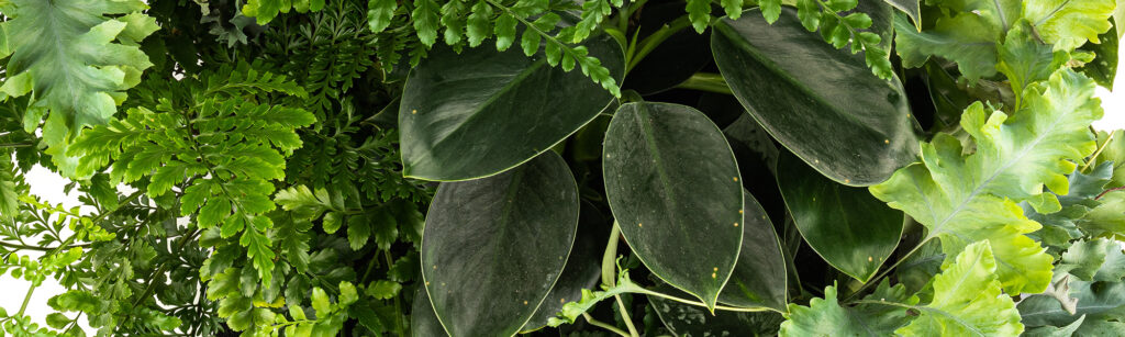 Mobilane website Header Blue Lagoon mix