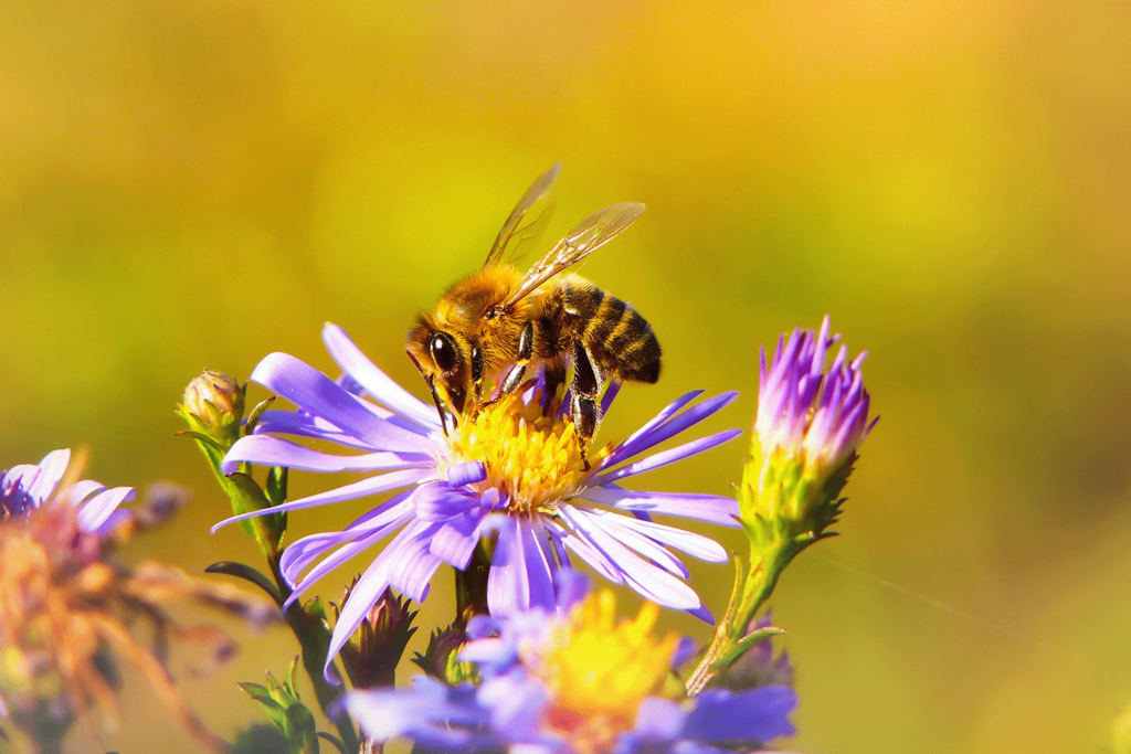Waarom bijen belangrijk zijn voor de bestuiving van bloemen