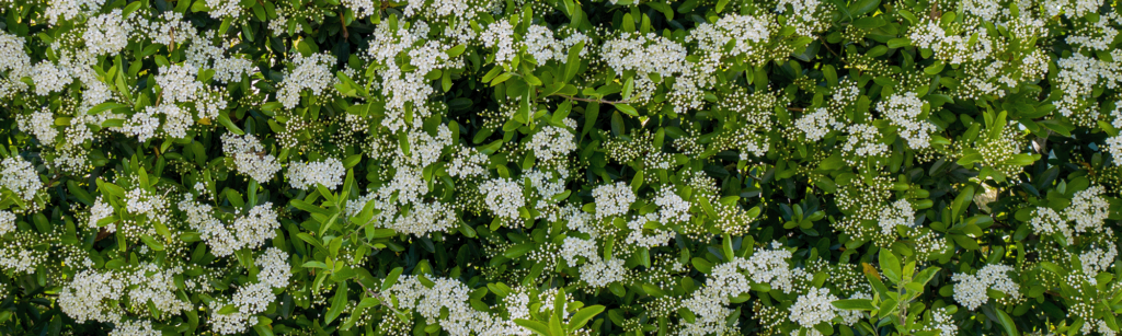 Mobilane GreenScreen Pyracantha cover