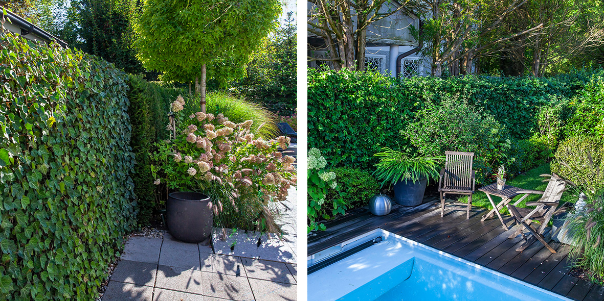 A natural green fence for instant privacy in the garden