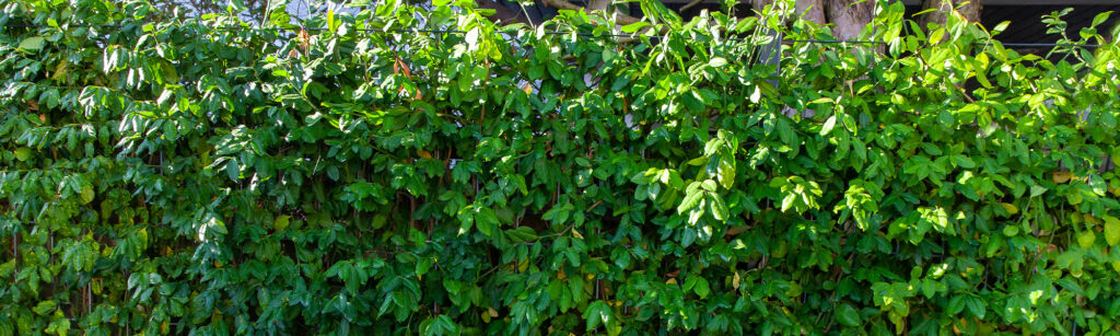 Kant & Klaar Haag Euonymus Mobilane header