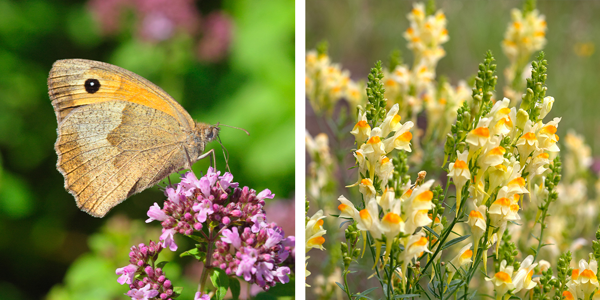 Mobilane Sedum & WildFlower Pyronia tithonus