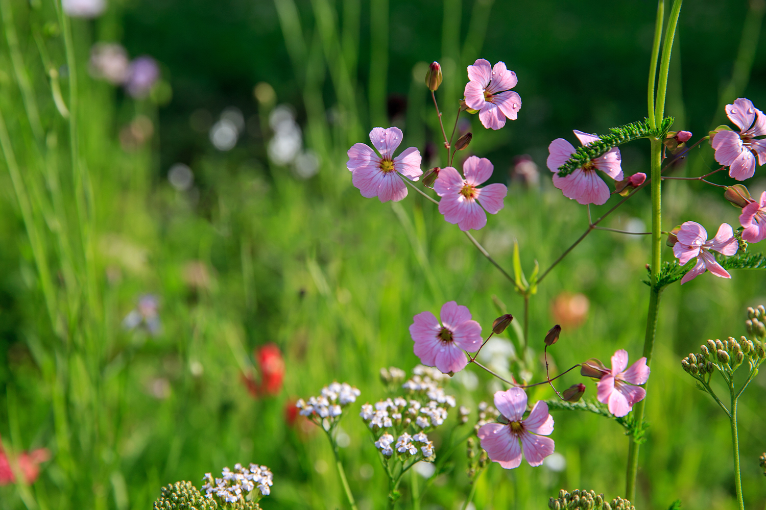 Mobilane Sedum & WildFlower field