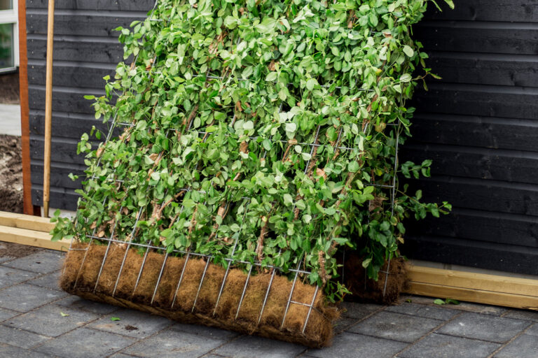 » Biodegradable containers: an innovative step towards sustainability