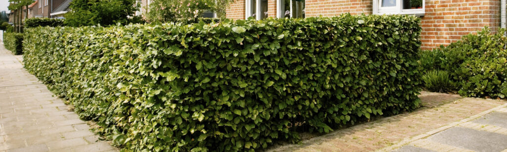 Mobilane Carpinus betulus fence