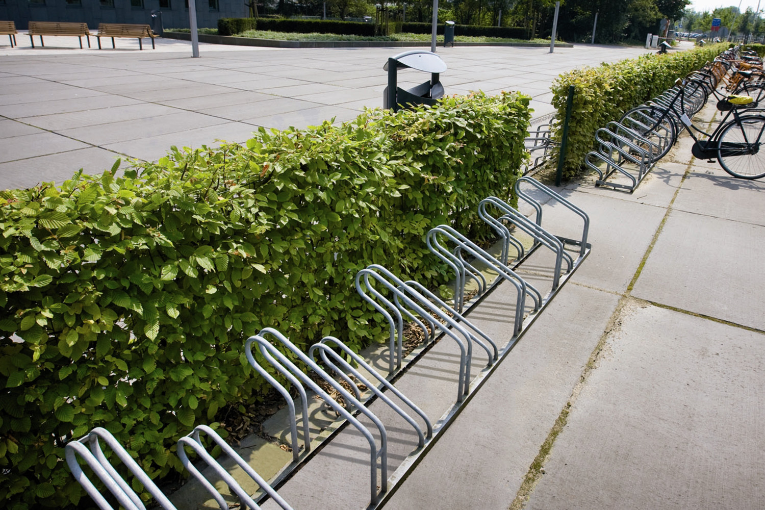 Carpinus Betulus Mobilane rondom fietsenrekken