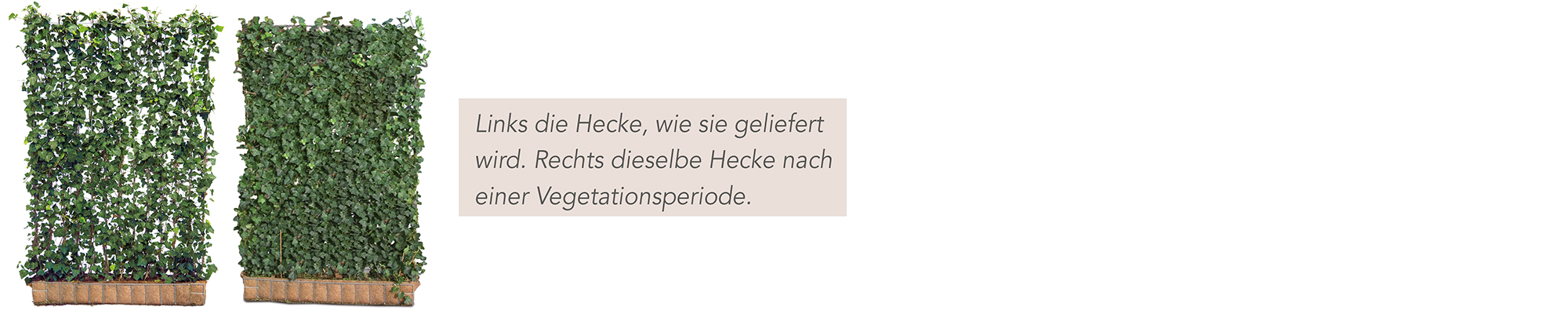 Fertighecke – ausgewachsene Qualität von Mobilane