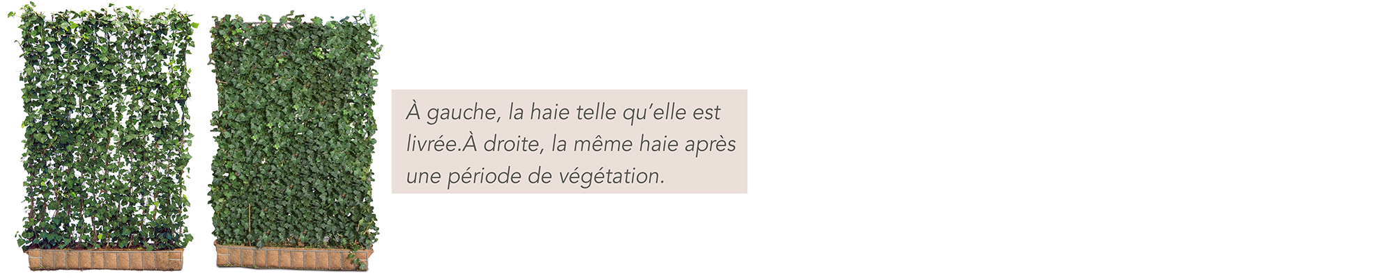 Haie prête à l’emploi Green Screen – qualité mature Mobilane