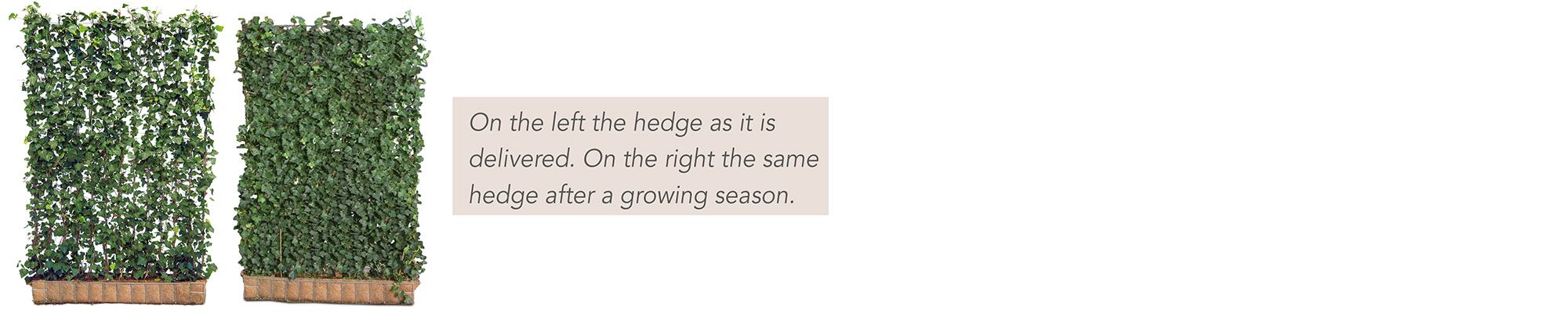 Ready-to-grow Green Screen – mature quality by - Mobilane