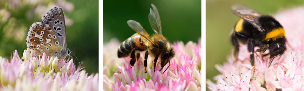 Mobilane MobiRoof ECO sedum beneficial for biodiversity such as butterflies.