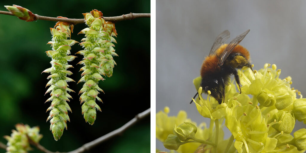 Image showcasing What are native plant species and why are they important? - Mobilane