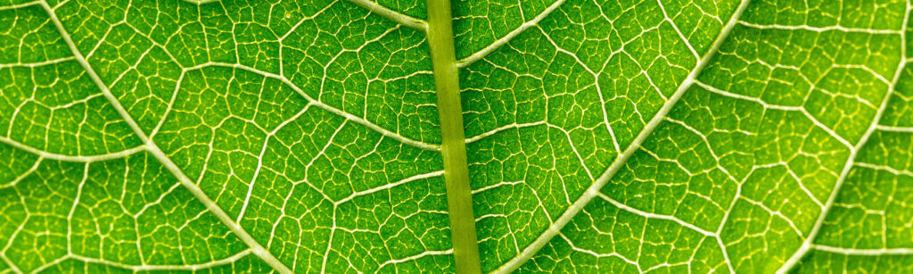 Mobilane lighting plants leaf close-up header