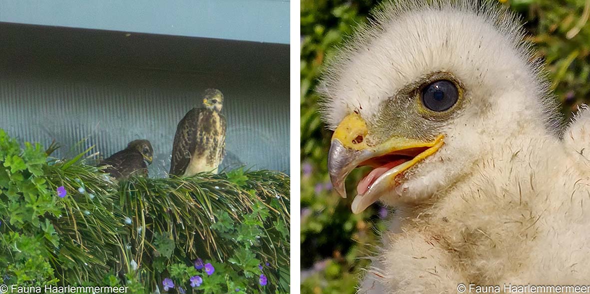 Mobilane buzzard nest close-up – photo credit Fauna Haarlemmermeer