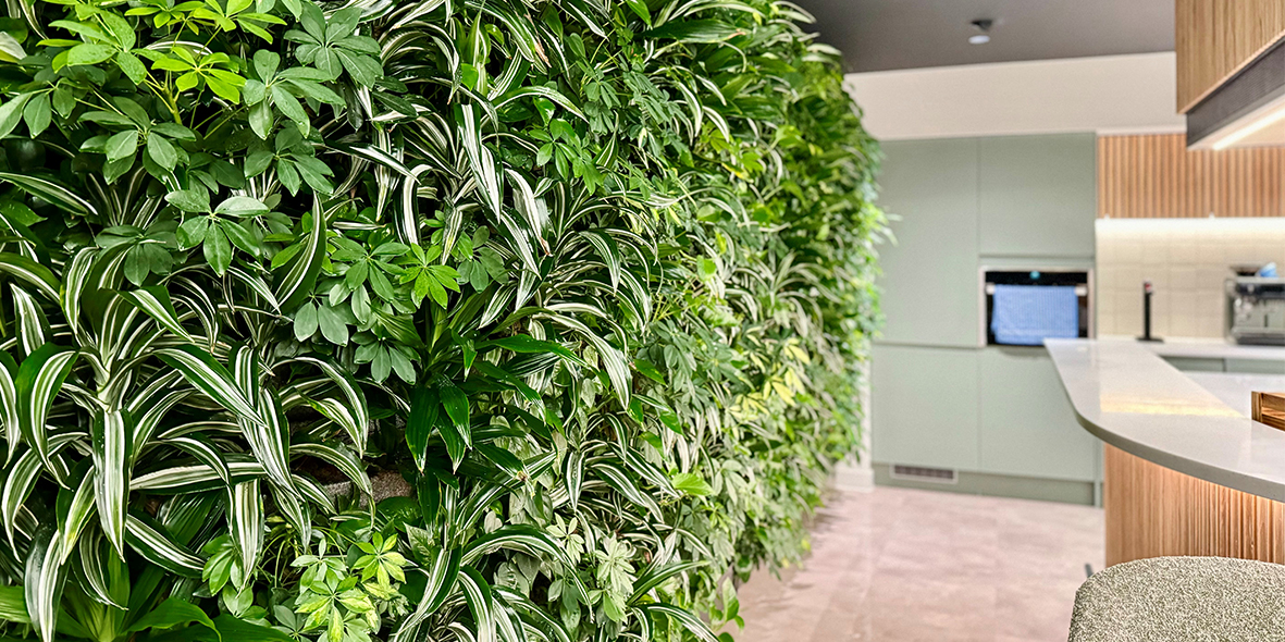 Mobilane groene binnenwand Finzels Reach kantoor UK