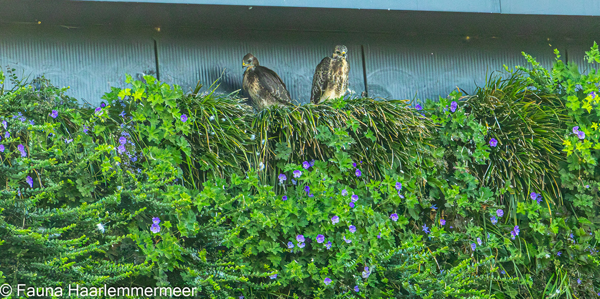 Mobilane website Buzzards nesting in green façade at Schip Trade Park