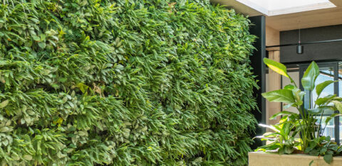 plantes-naturelles-Mobilane-mur-vegetal-header
