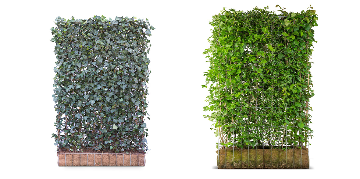 work-landscapes-of-the-future-ECO-Woerner-hedges