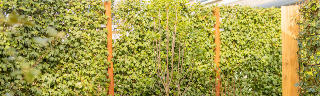 Sonniger Garten mit einer dichten Kletterpflanzenhecke an Holzspalieren
