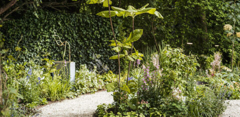 Fully grown green fences in a new residential development provide immediate privacy and a green streetscape