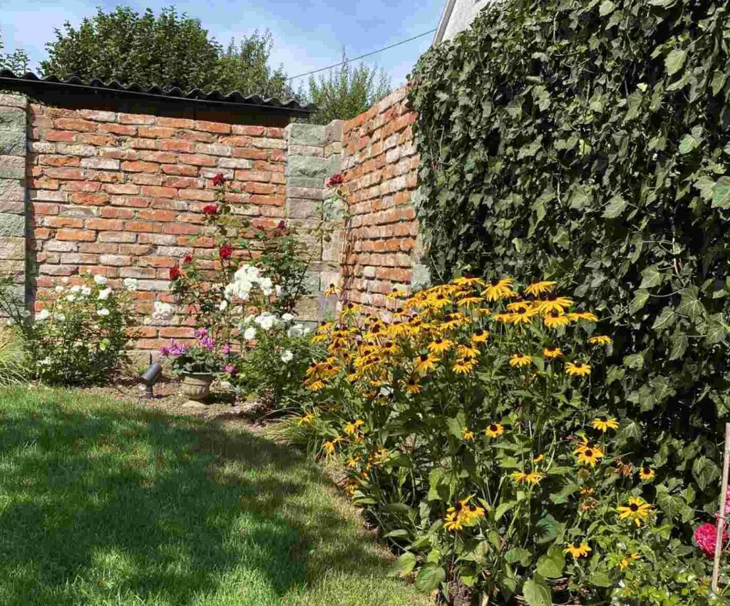 Garten mit einer Mobilane Fertighecke aus Efeu an einer Ziegelmauer