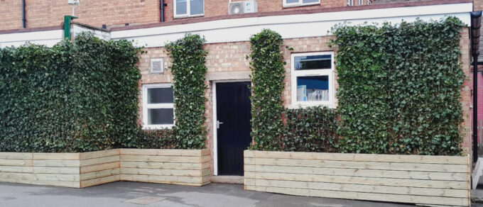 Mobilane Green Screens with Hedera helix ivy covering a school façade around windows and entrance, planted in wooden raised planters